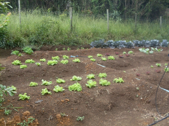 Horta comunit�ria Col�gio Passionista Santa Luzia